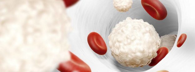 globules-blancs