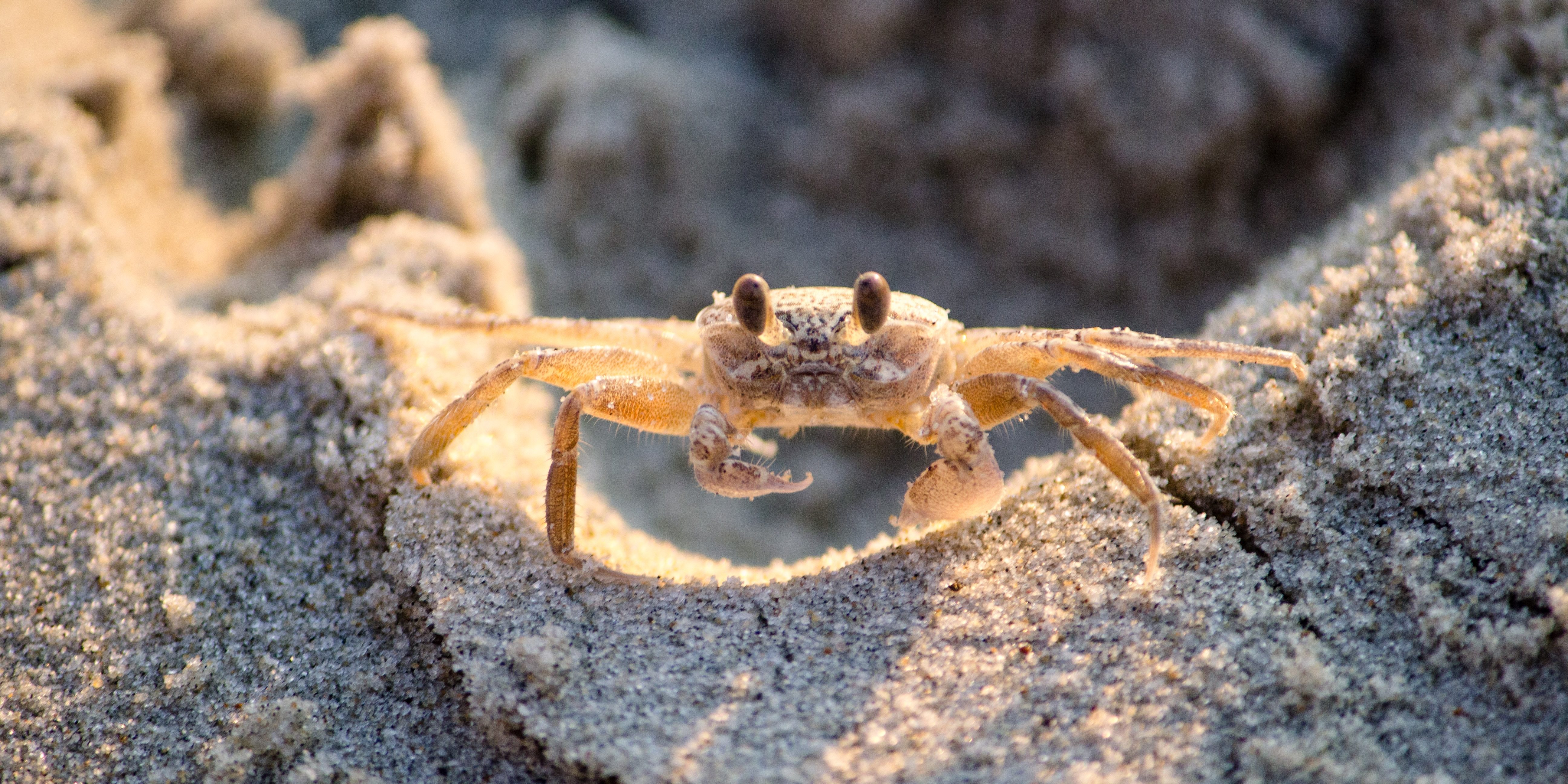 bonnie-kittle-418567 (1)